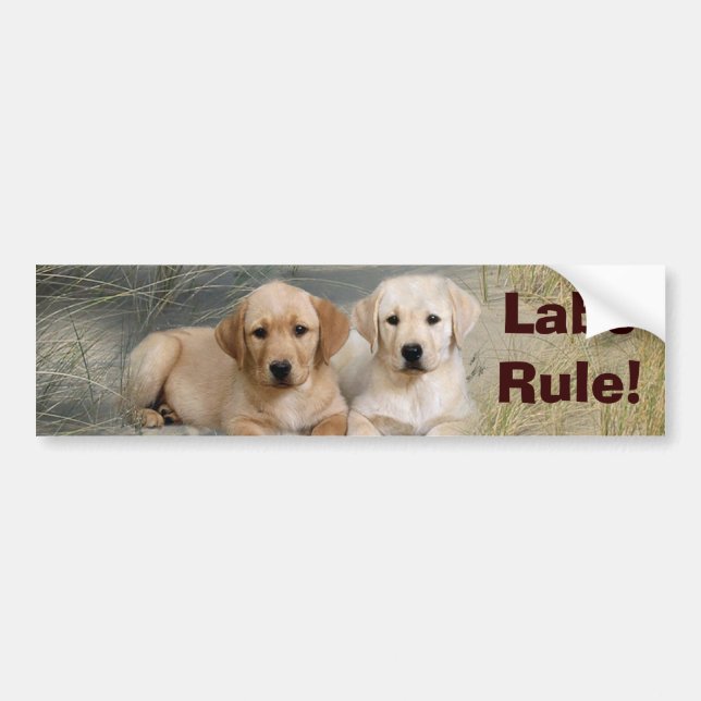 Valpar för bildekal för den Labrador retrieveren (Framsidan)