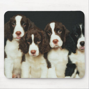 Valpar för Spaniel för engelsk Springer (2) Musmatta