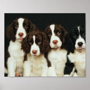 Valpar för Spaniel för engelsk Springer (2) Poster