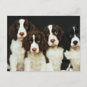 Valpar för Spaniel för engelsk Springer (2) Vykort