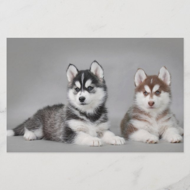 Valpar från siberian husky (Framsida)