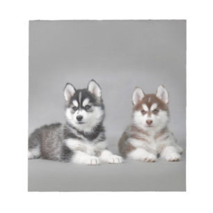 Valpar från siberian husky anteckningsblock