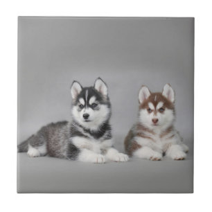 Valpar från siberian husky kakelplatta