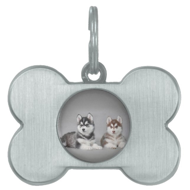 Valpar från siberian husky namnbricka husdjur (Framsidan)