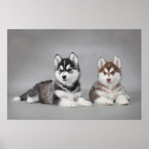 Valpar från siberian husky poster