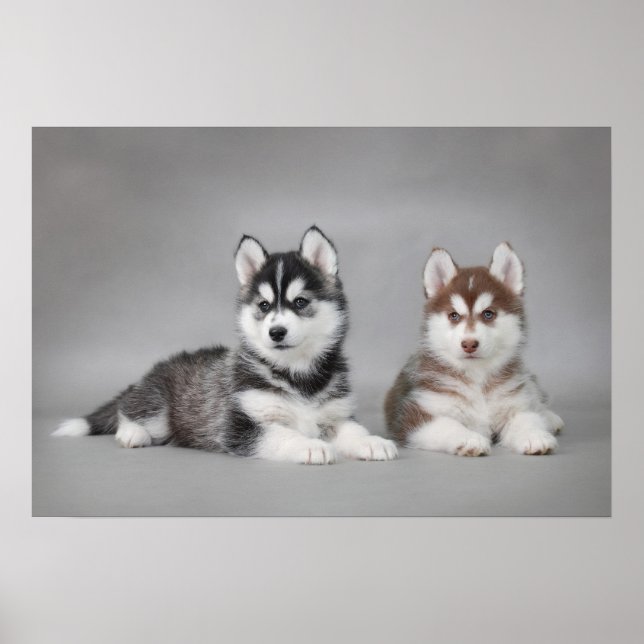 Valpar från siberian husky poster (Framsidan)