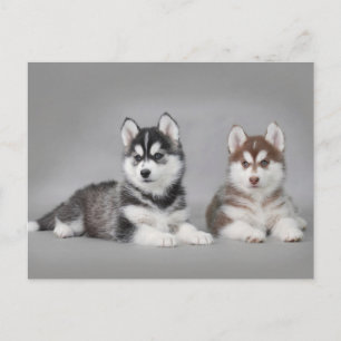 Valpar från siberian husky vykort
