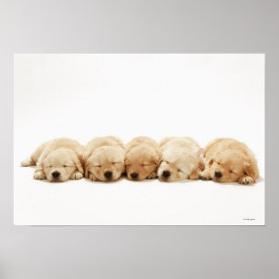 Valparna av den guld- retrieveren poster