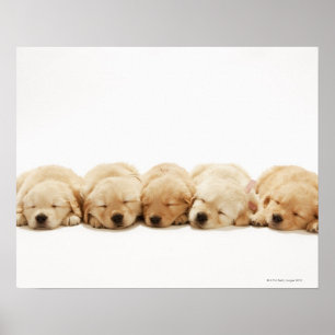 Valparna av den guld- retrieveren poster