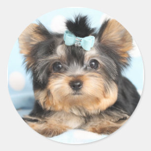 Valpen Cute Little Tiny Yorkie Runt Klistermärke