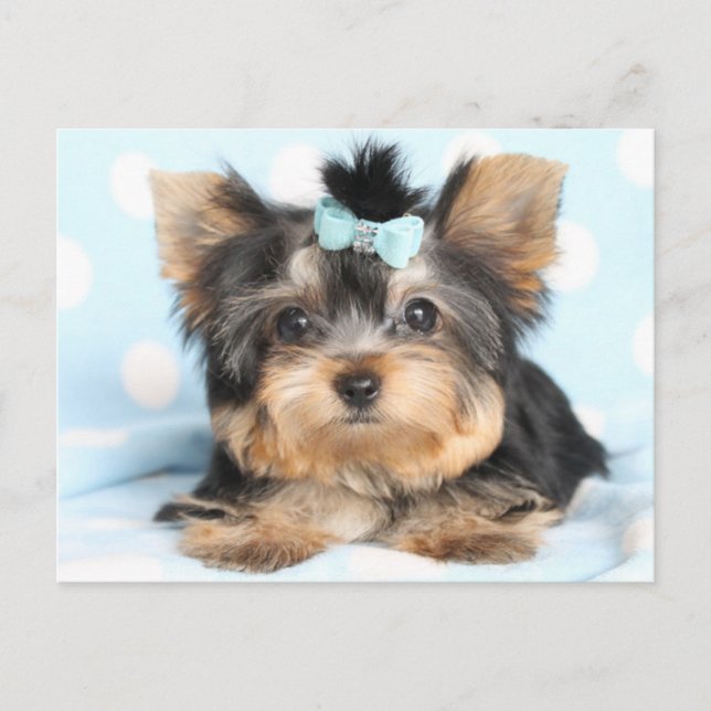 Valpen Cute Little Tiny Yorkie Vykort (Framsida)
