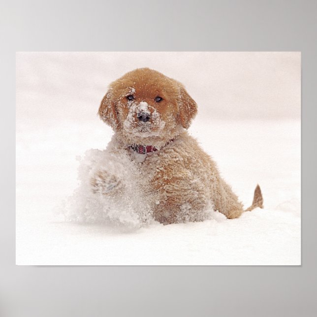 Valpen Golden Retriever i Snö Poster (Framsidan)