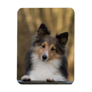 Valpen Shetland Sheepdog Magnet