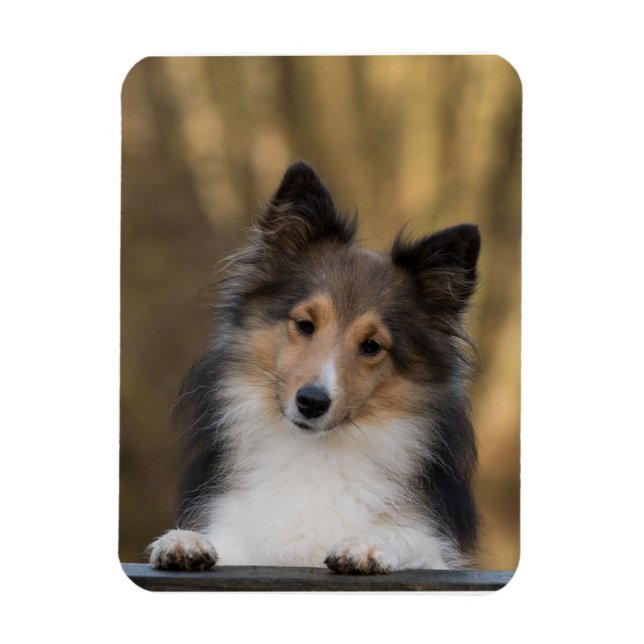 Valpen Shetland Sheepdog Magnet (Vertikal)