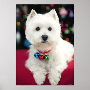 Valpen som ha på sig jul, sätta en klocka på p poster