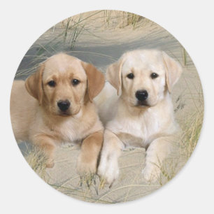Valper för klistermärke för Labrador Retriever