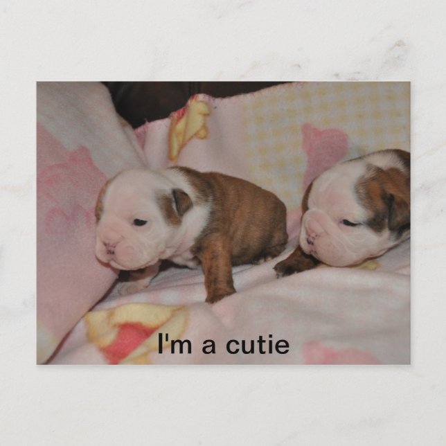 valper för tjurar vykort (Framsida)