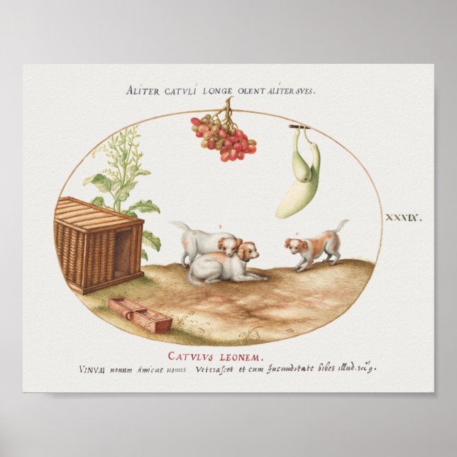 Valper för vintage Poster (Framsidan)