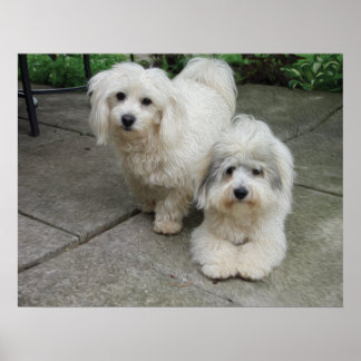 Valper i olja poster