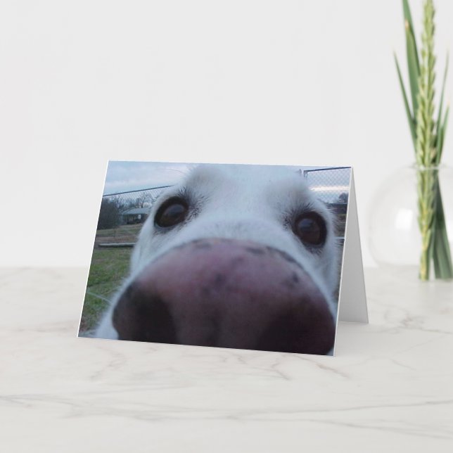 Valphundansikte Kort (Framsida)