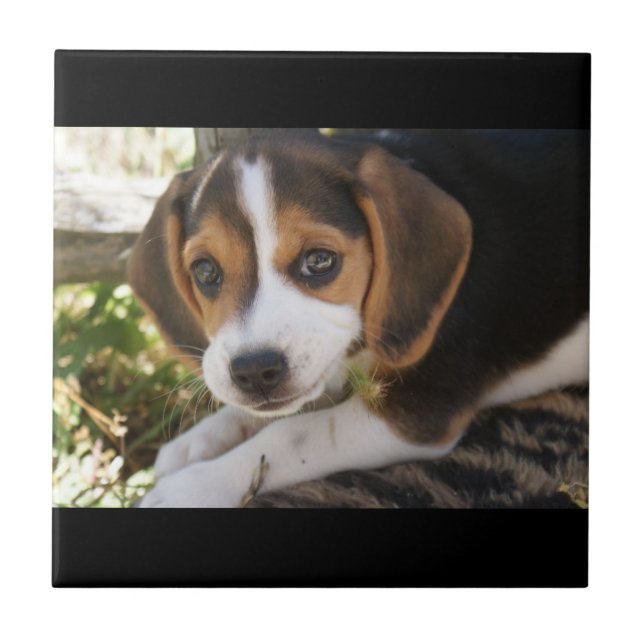 ValphundBeagle Kakelplatta (Framsidan)
