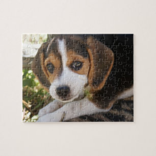 ValphundBeagle Pussel