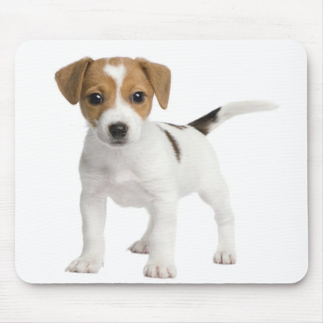 Valpjack russell musmatta (Framsidan)