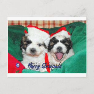 Valpjulkort (shih-tzu's) helg vykort
