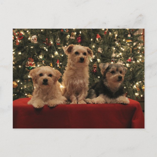 Valpjulvykort 1 helg vykort (Framsida)