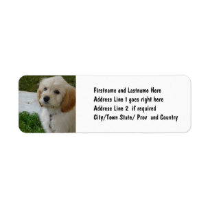 Valpkärlek - gulligt MaltiPoo hundfoto Returadress Etikett
