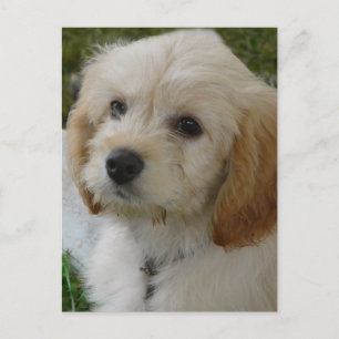 Valpkärlek - gulligt MaltiPoo hundfoto Vykort