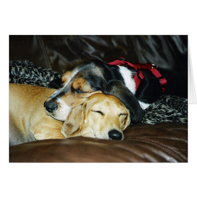 Valpkärlek Hälsningskort (Framsidan Horizontal)