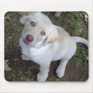 Valpkärlek Musmatta