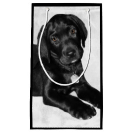 Valpkärleksvart labrador