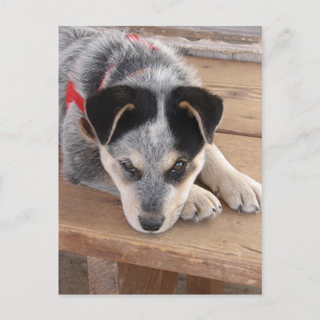 Valpsnöre Vykort (Framsida)