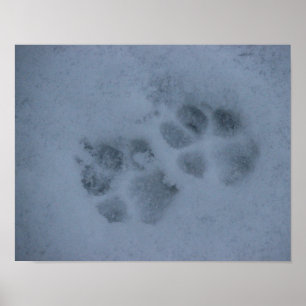 Valptass avtryck i snö poster