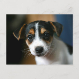 Valpvykort - jackRussell Terrier Vykort