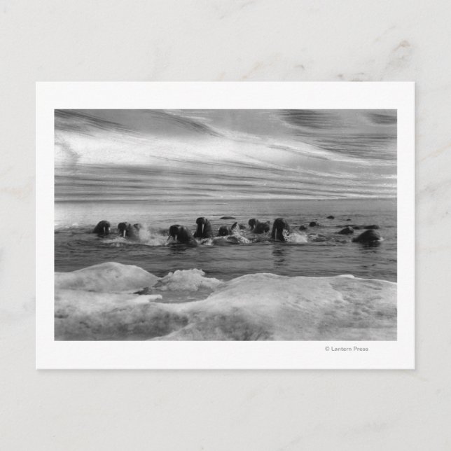 Valross bland isflak i Beringsjön Vykort (Framsida)