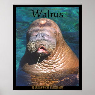 Valrossen synar den stängda affischen poster