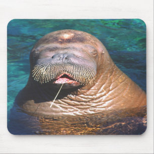 Valrossen synar stängda Mousepad Musmatta