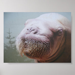 Valrossfoto Poster