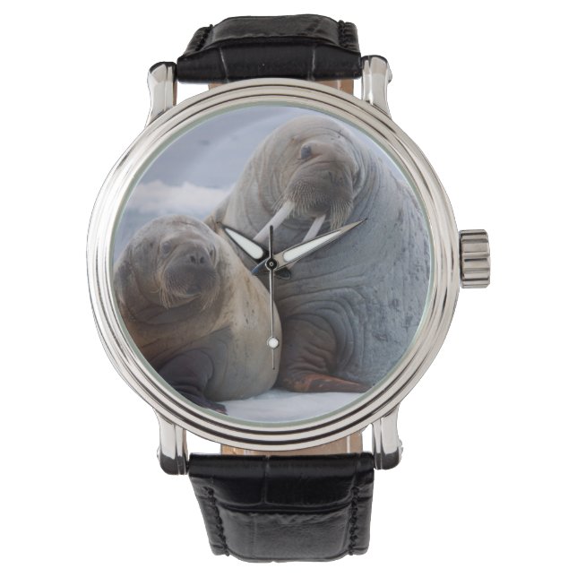 Valrossko och kalv vilar på ett isflak armbandsur (Framsida)