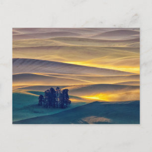 Valsade Backe av vete vid sunrise  WA Vykort