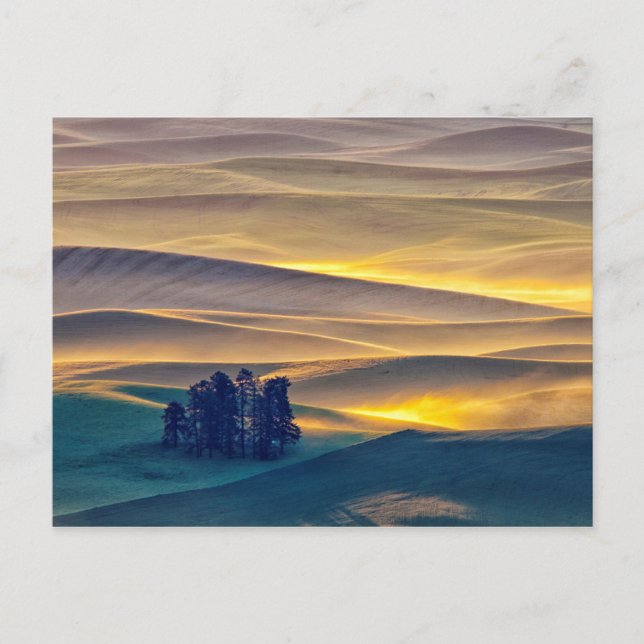 Valsade Backe av vete vid sunrise| WA Vykort (Framsida)