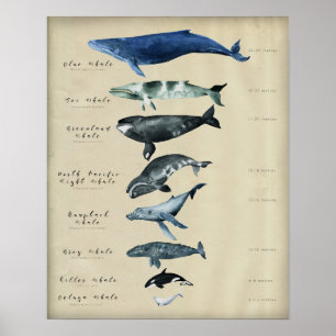 Valsdiagram Poster