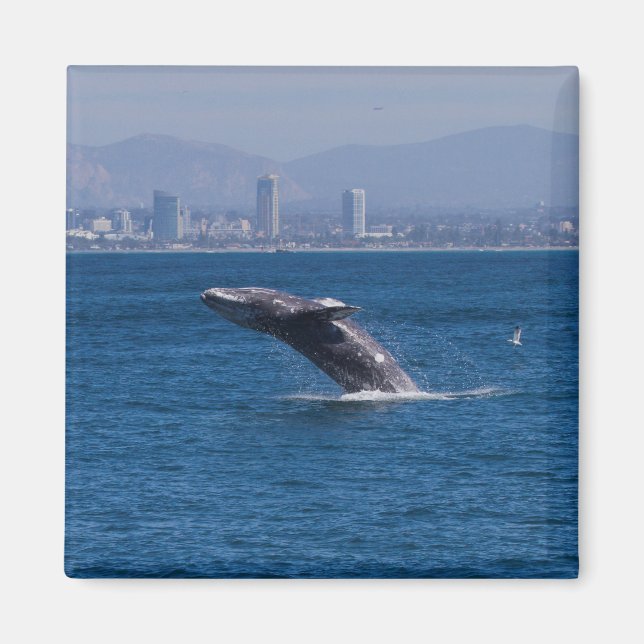 Valval av tid magnet (Framsidan)