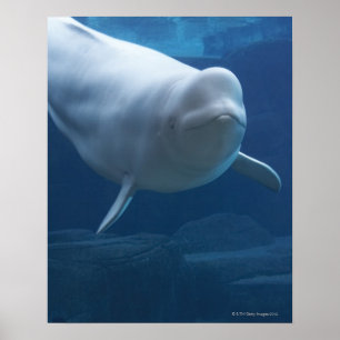Valval (Delphinapterus leucas) Poster
