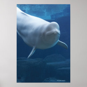 Valval (Delphinapterus leucas) Poster