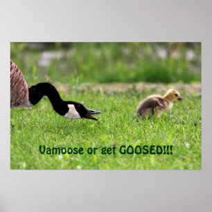 Vamoose affisch