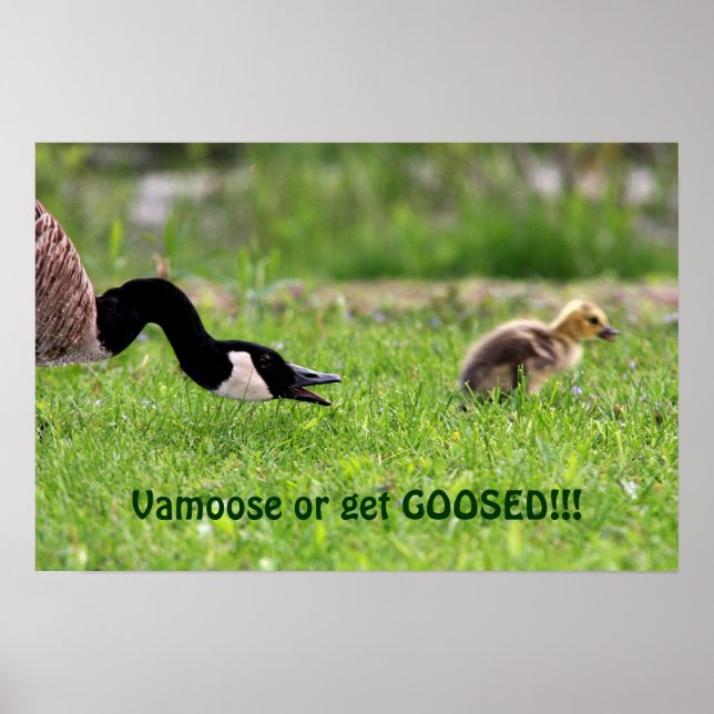 Vamoose Poster (Framsidan)